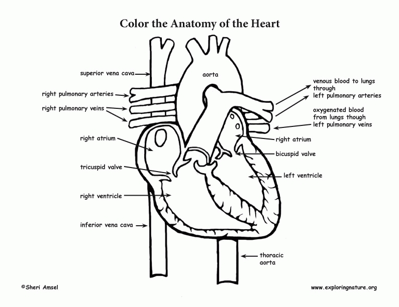 Human Body Systems Coloring Pages