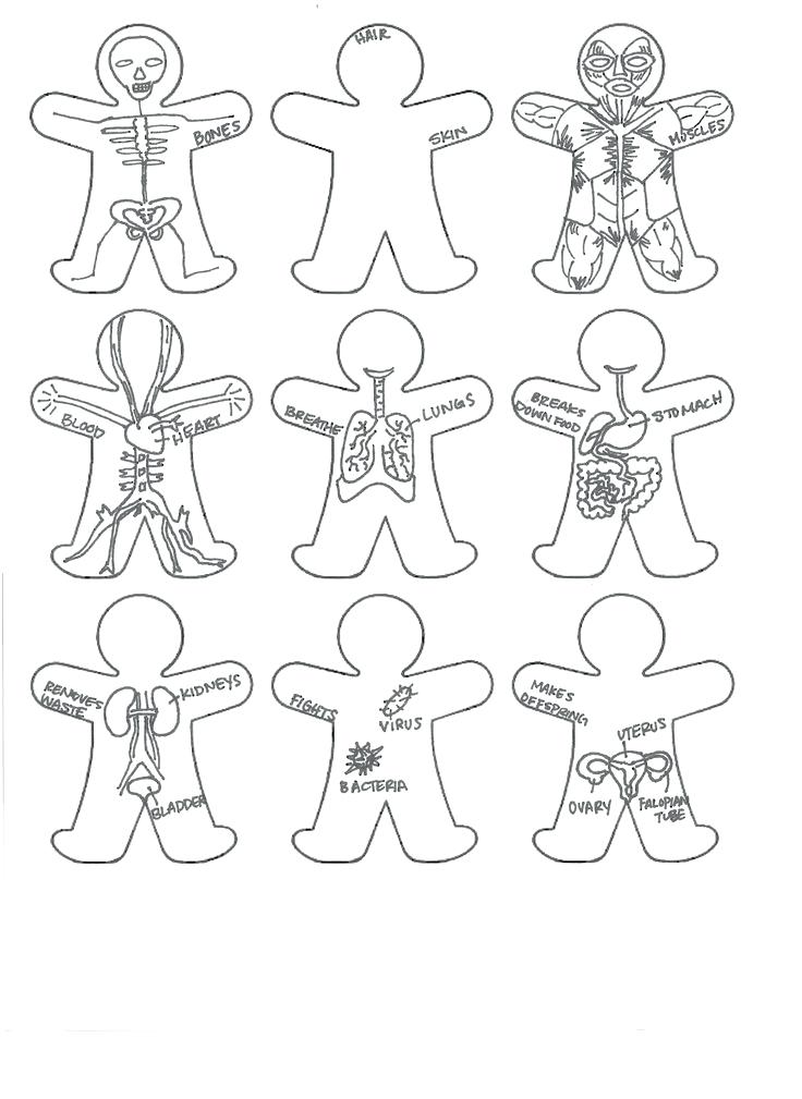 736x1009 7 Human Body Systems Google Search Wedding Ideas 7 Human Body