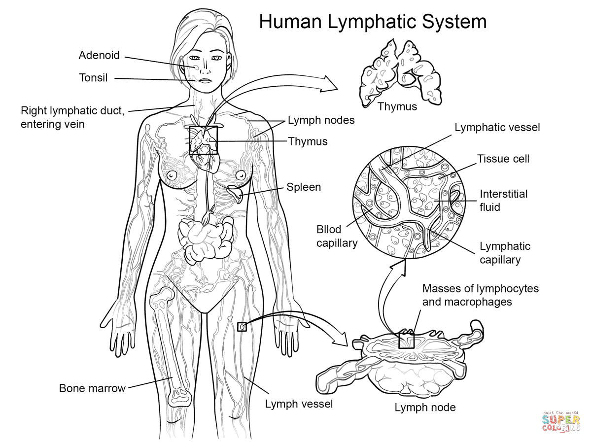 1199x899 Human Organs Coloring Page