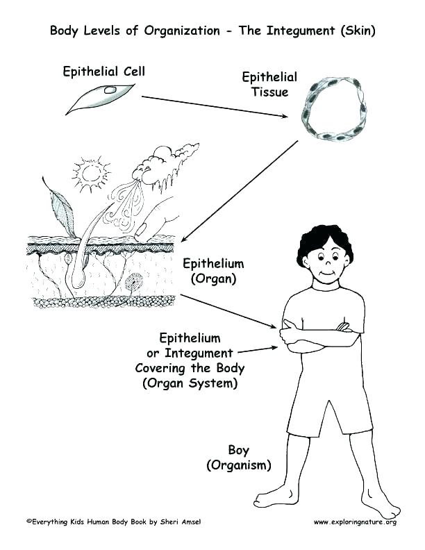 612x792 Body Systems Coloring Pages Shippa.co