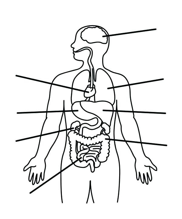 600x720 Body Coloring Pages Human Body Coloring Pages Human Body Template