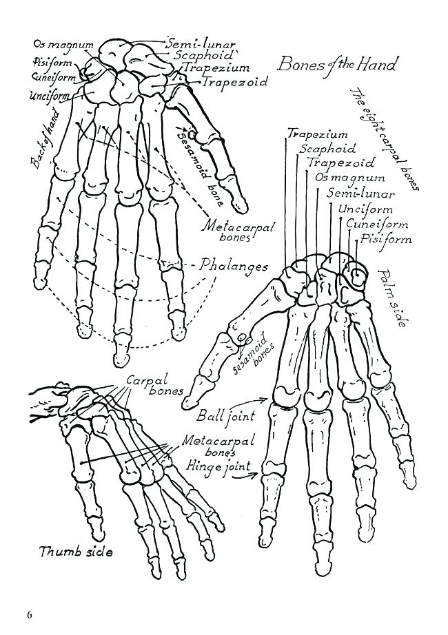 650x922 Human Anatomy Coloring Pages Heart Anatomy Coloring Pages Anatomy