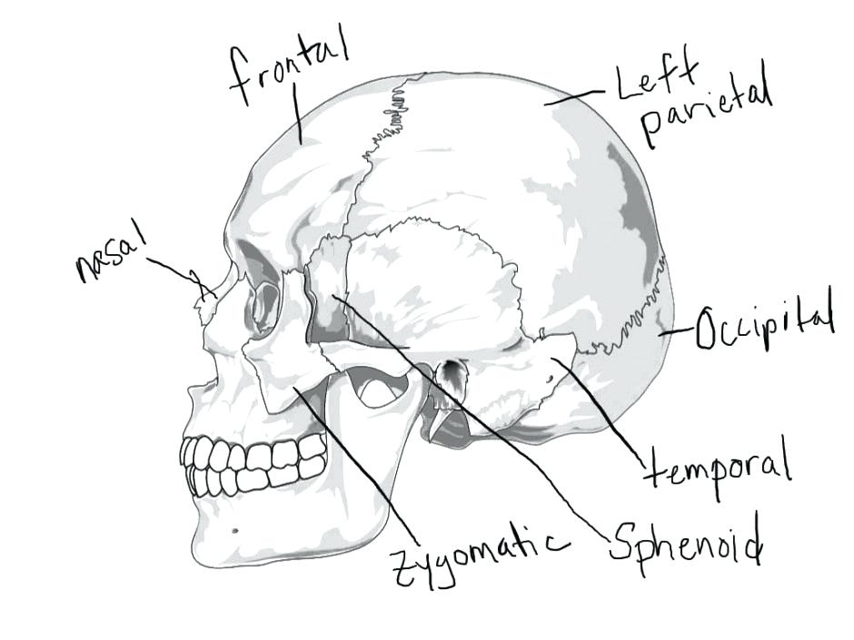 940x705 Human Anatomy Coloring Pages Human Bones Anatomy Colouring Pages