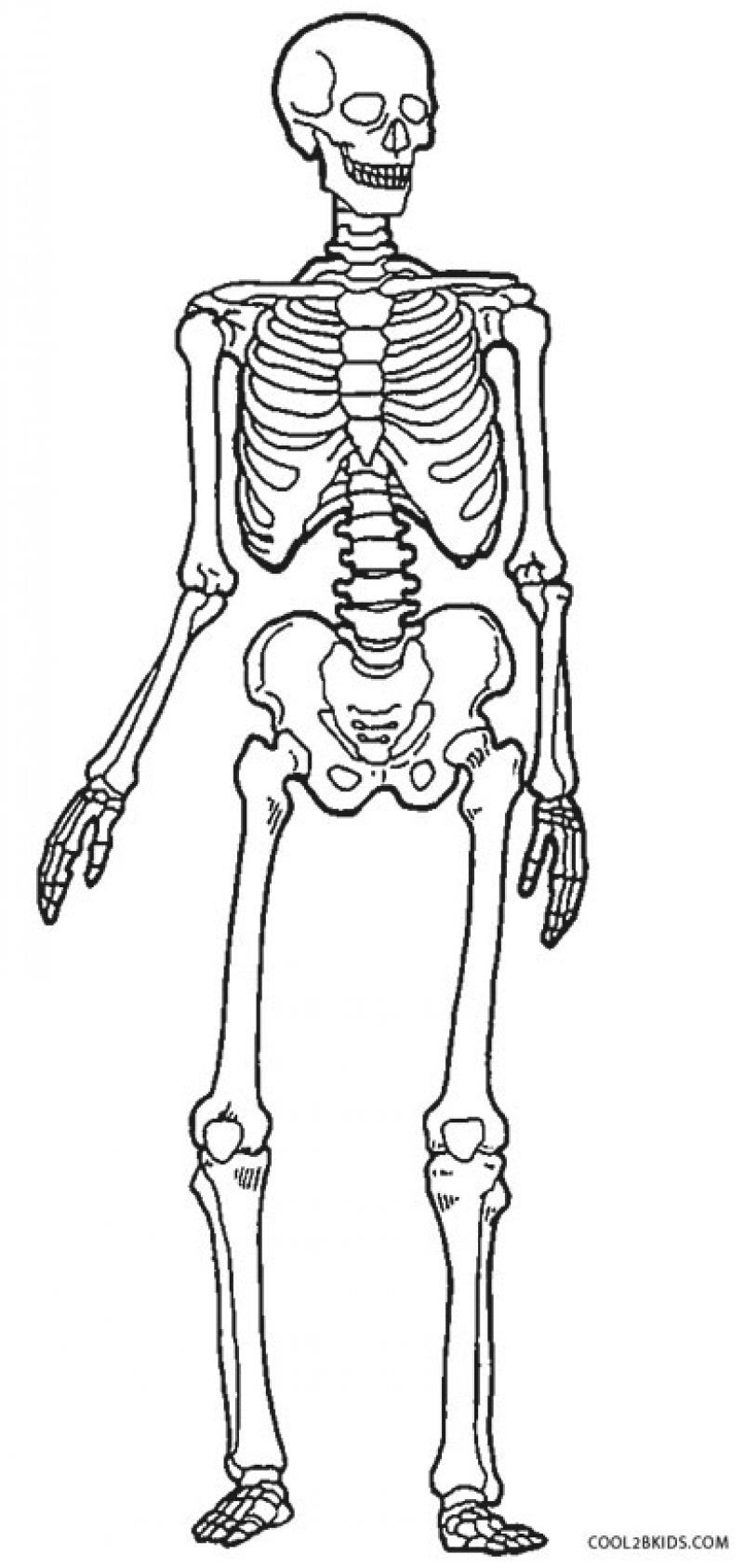 800x1686 Human Skeleton Worksheet Coloring Pages Within 4