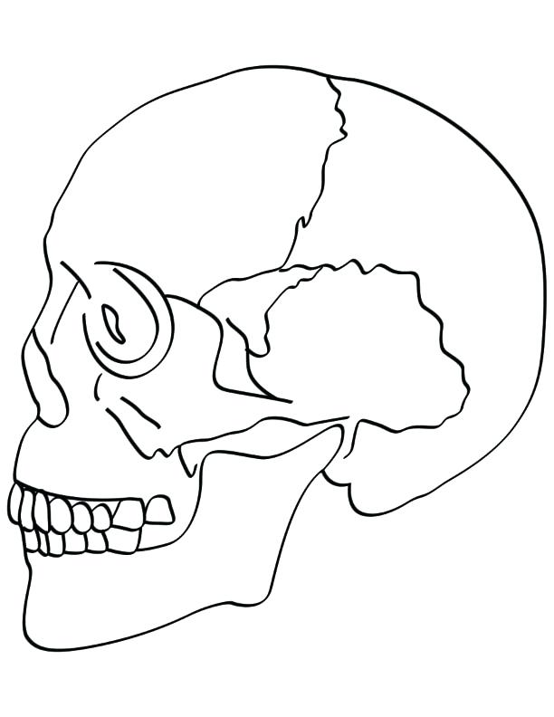 612x792 Skull Coloring Pages Anatomy Anatomy Coloring Page Human Anatomy
