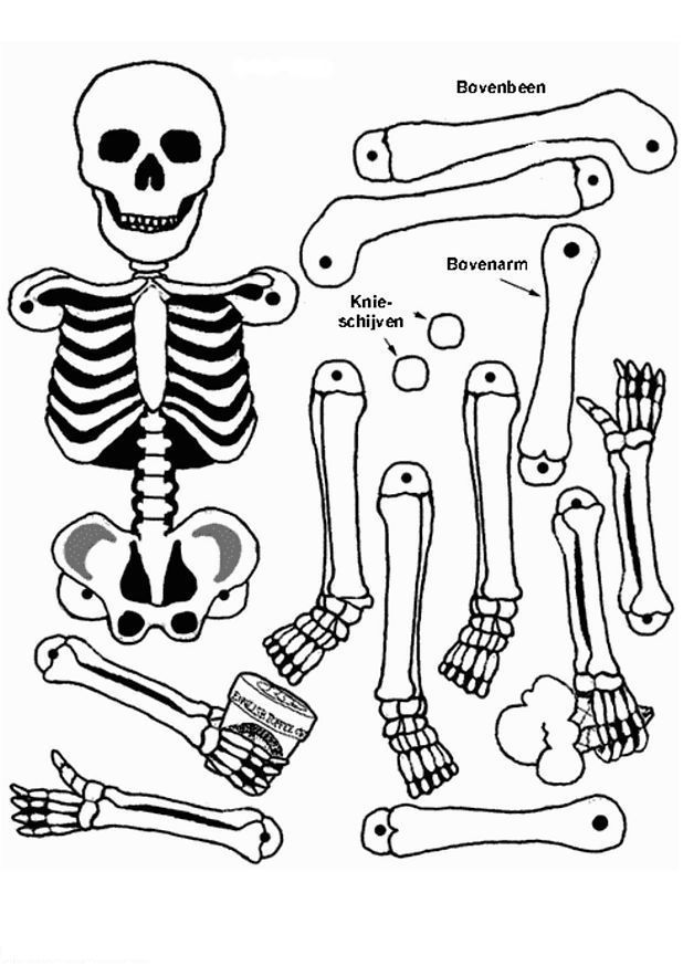 618x874 Body Skeleton Colouring Pages Coloring Activities