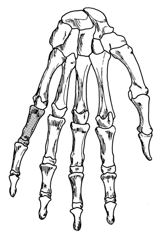 531x750 Coloring Page Hand