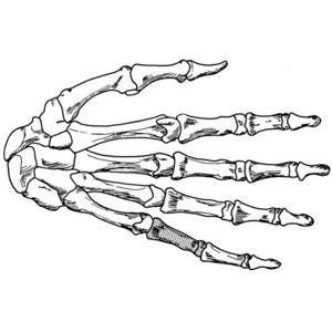 300x300 Coloring Page Hand Skeleton Draw It 2 Skeletons