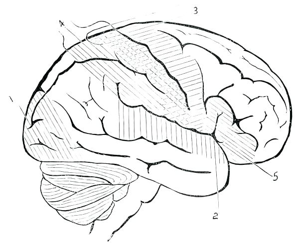 Human Brain Coloring Page