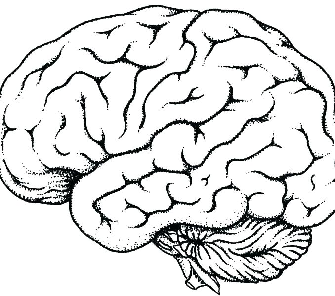 678x600 Brain Coloring Page Human Coloring Pages Heart Anatomy Coloring