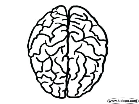 470x350 Brain Coloring Page The Human Brain Coloring Book And Human