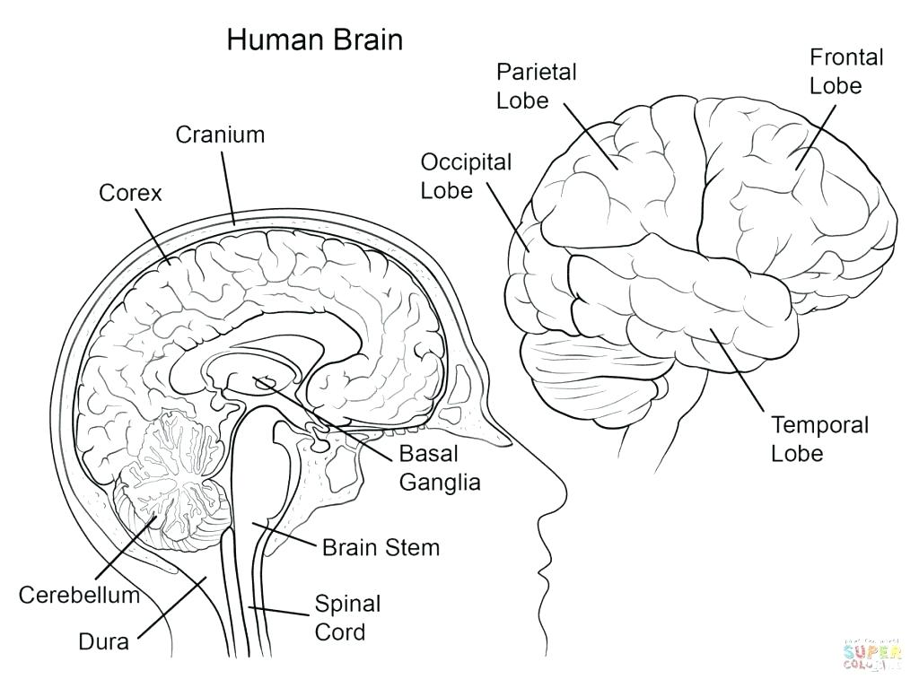 1024x767 Brain Coloring Page The Human Brain Coloring Book Together