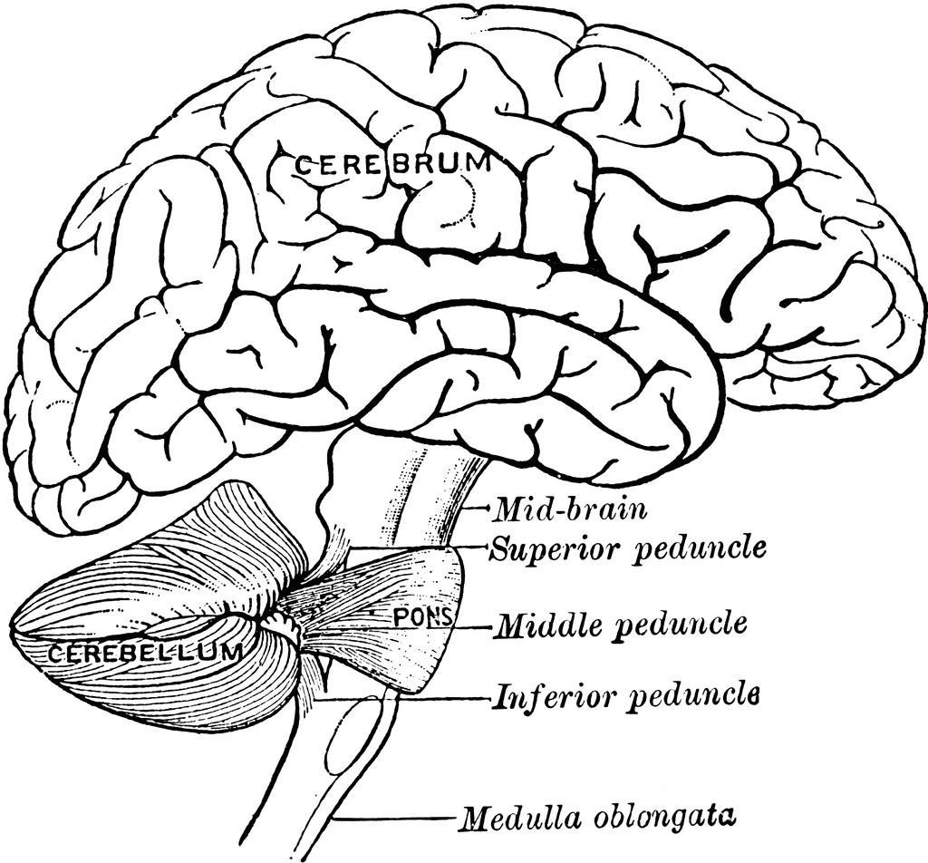 1024x952 Brain Coloring Page Unique Human Brain Coloring Pages Coloring