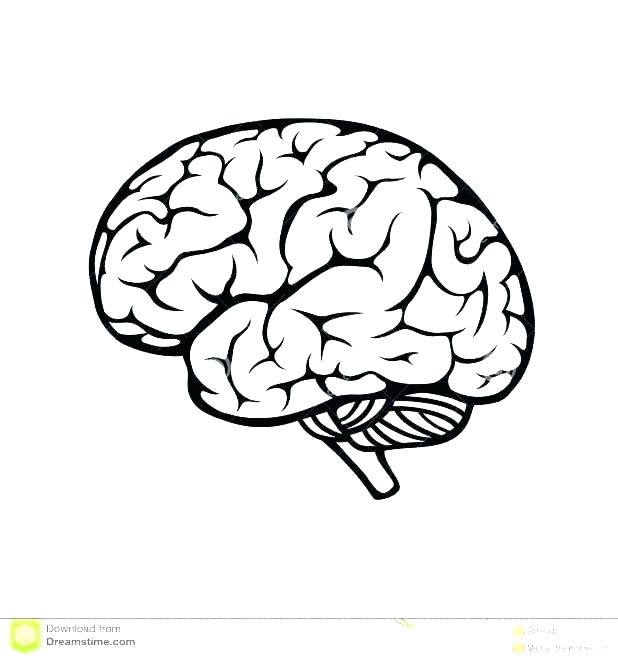 618x661 Brain Coloring Pages Brain Anatomy Coloring Pages Brain Coloring