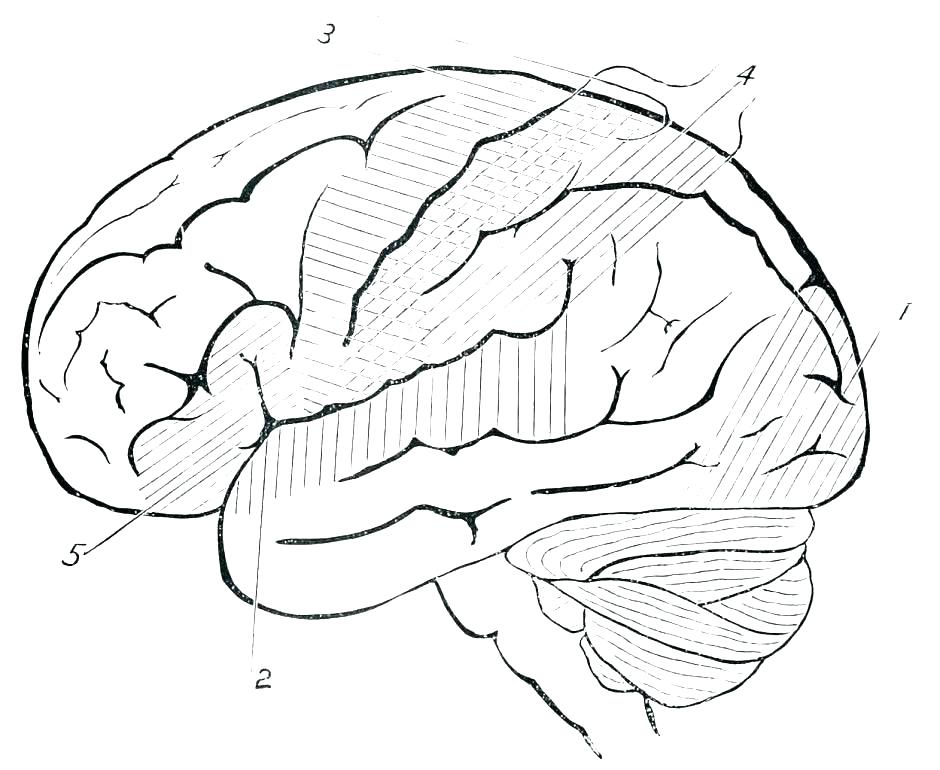 940x770 Brain Coloring Pages Brain Coloring Pages Brain Coloring Worksheet