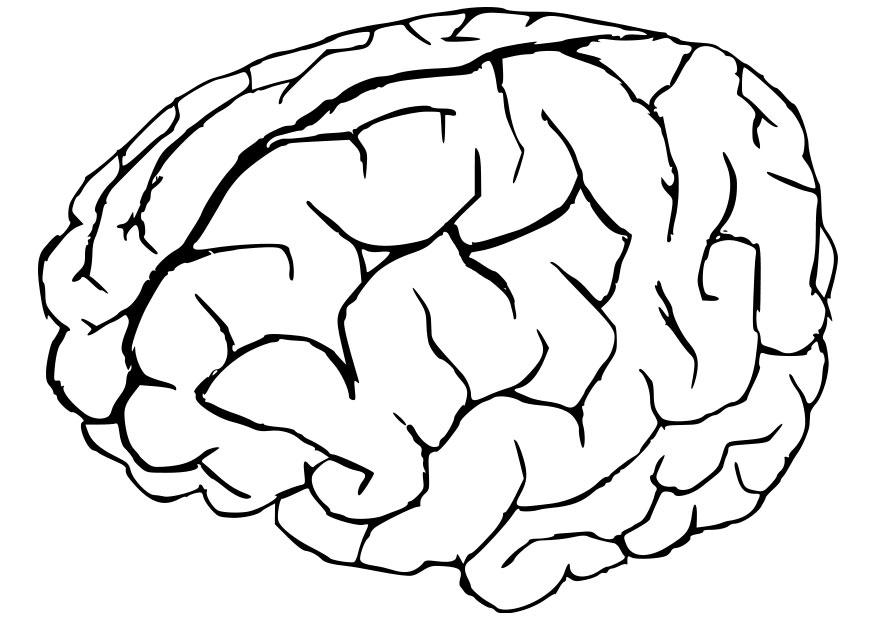 875x620 Brain Coloring Page Brain Coloring Page Zvershtina Ideas