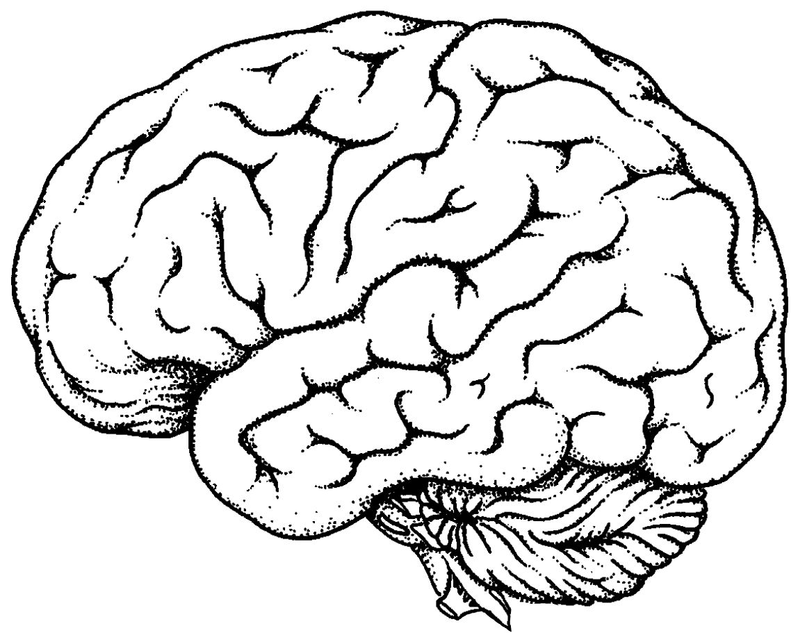1148x911 Human Brain Coloring Pages Images Of Photo Albums Brain Anatomy