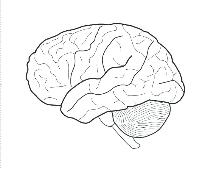 678x568 Brain Anatomy Coloring Pages Human Brain Coloring Book As Well As