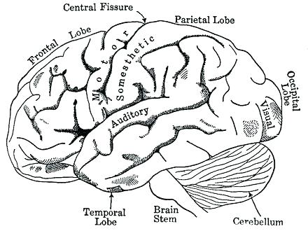 440x330 The Anatomy Brain Coloring Sheets Library O Brain Anatomy Coloring