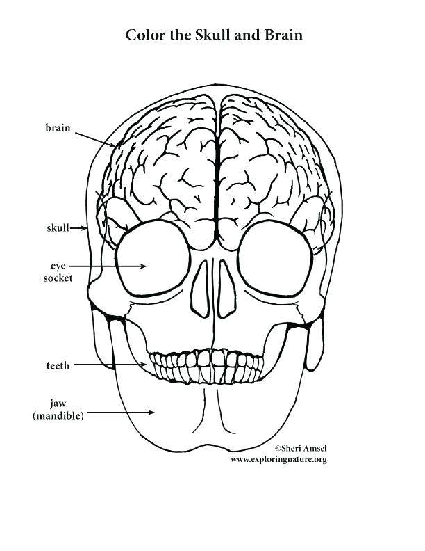 612x792 The Brain Coloring Sheet Human Brain Coloring Book Human Brain