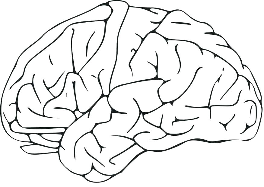 875x620 The Human Brain Coloring Book The Human Brain Coloring Book