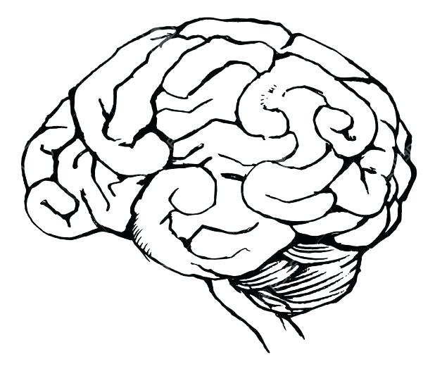 618x527 Human Brain Coloring Book Kapit Elson