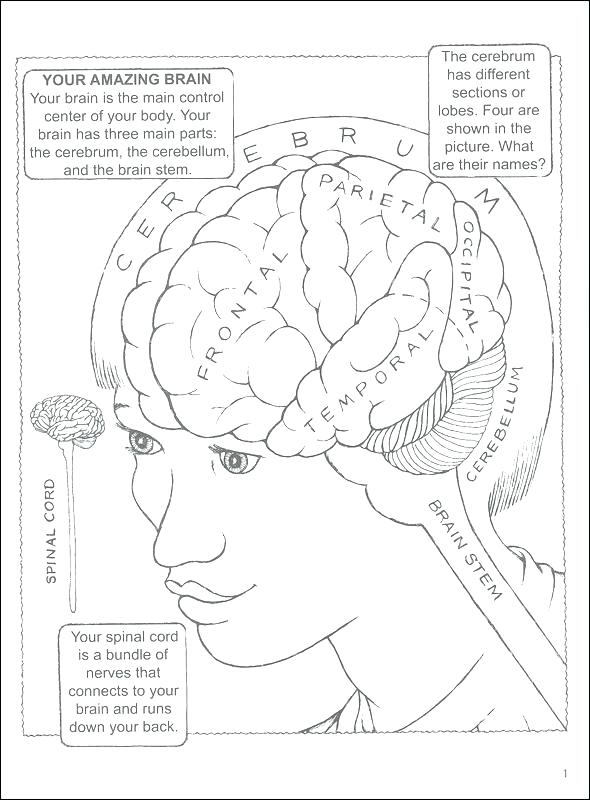 590x800 Brain Coloring Book Together With Brain Anatomy Coloring Pages
