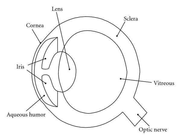 600x465 Human Eye Coloring Page