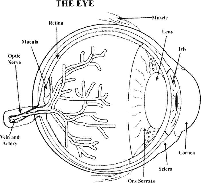 700x635 Anatomy Of The Eye Coloring Key Best Of Human Eye Coloring Page