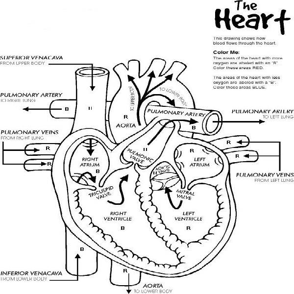 600x600 Human Eye Anatomy Coloring Page 523
