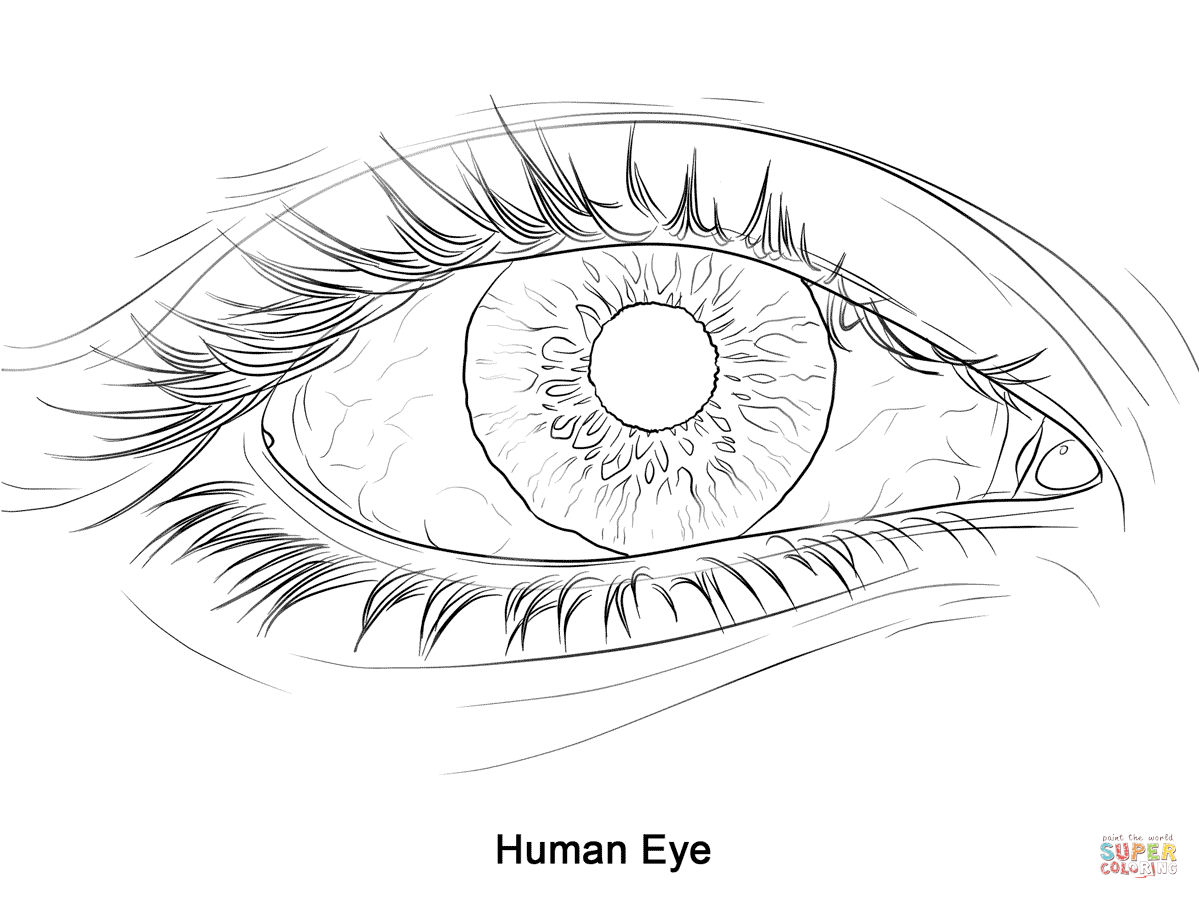 1199x899 Human Eye Coloring Page Free Printable Coloring Pages Eye Coloring