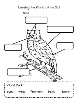 270x350 Printable Diagrams Of The Human Eye Human Eye Coloring Page