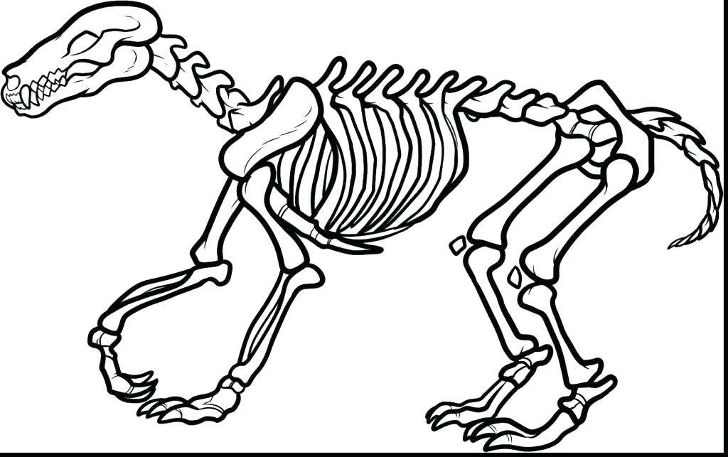 1024x643 Skeleton Coloring Sheet Human Skeleton Coloring Pages Skeleton