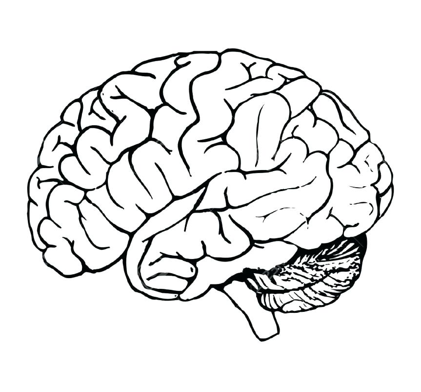 863x802 Brain Coloring Page Brain Head Coloring Page Anatomy Book Answers