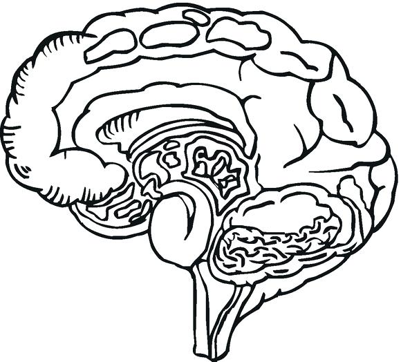 580x524 Brain Coloring Pages Human Brain Coloring Page Brainpop Coloring