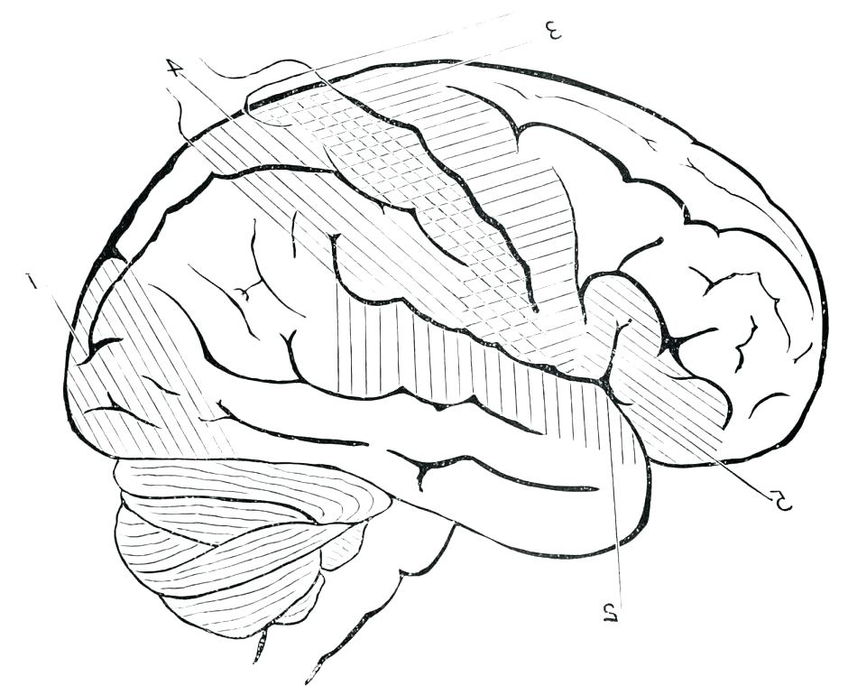 940x770 Brain Coloring Sheet Also Brain Coloring Sheet Brain Coloring