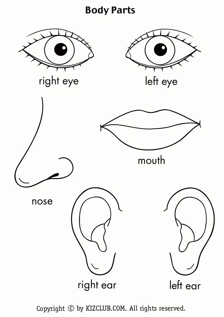 768x1087 Growth Parts Of The Body Coloring Pages Sketch