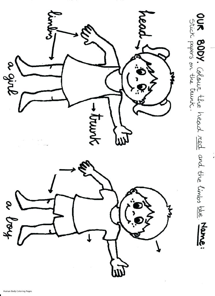 744x1024 Body Coloring Pages Coloring Sheet Our Body New Images Of Human