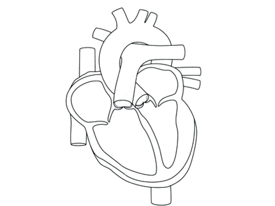921x690 Human Heart Coloring Page Human Heart Coloring Pages Human Heart