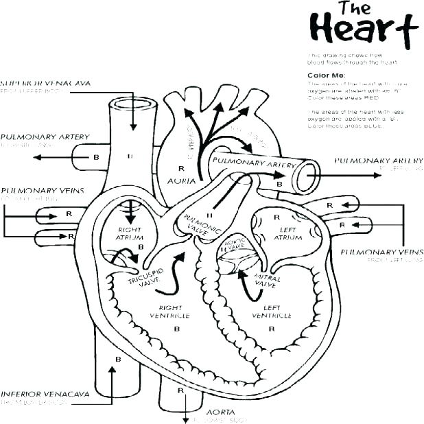 618x618 Human Heart Coloring Page Top Rated Heart Coloring Page Pictures