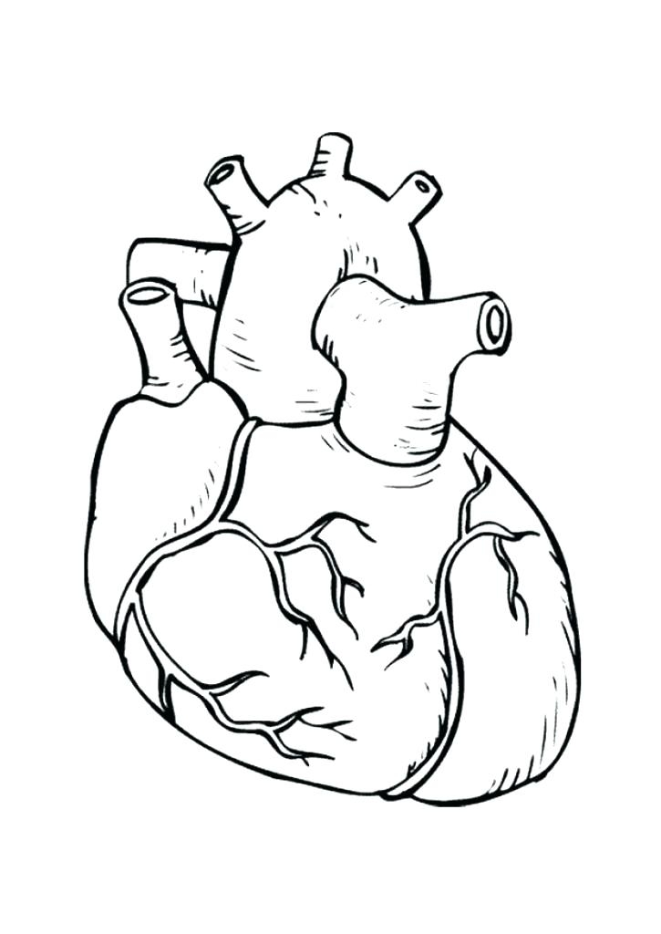 725x1024 Human Heart Coloring Pages Fascinating Coloring Pages Of The Heart