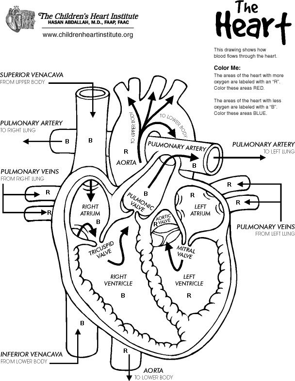 608x786 Human Heart Colouring Pages Nurses And Coloring