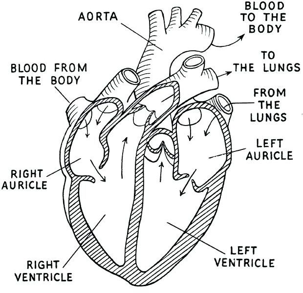 620x600 Coloring Pages Of The Heart Coloring Page