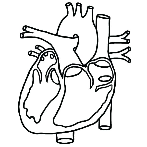 600x600 Coloring Pages And Coloring Books. Human Heart Coloring Pages