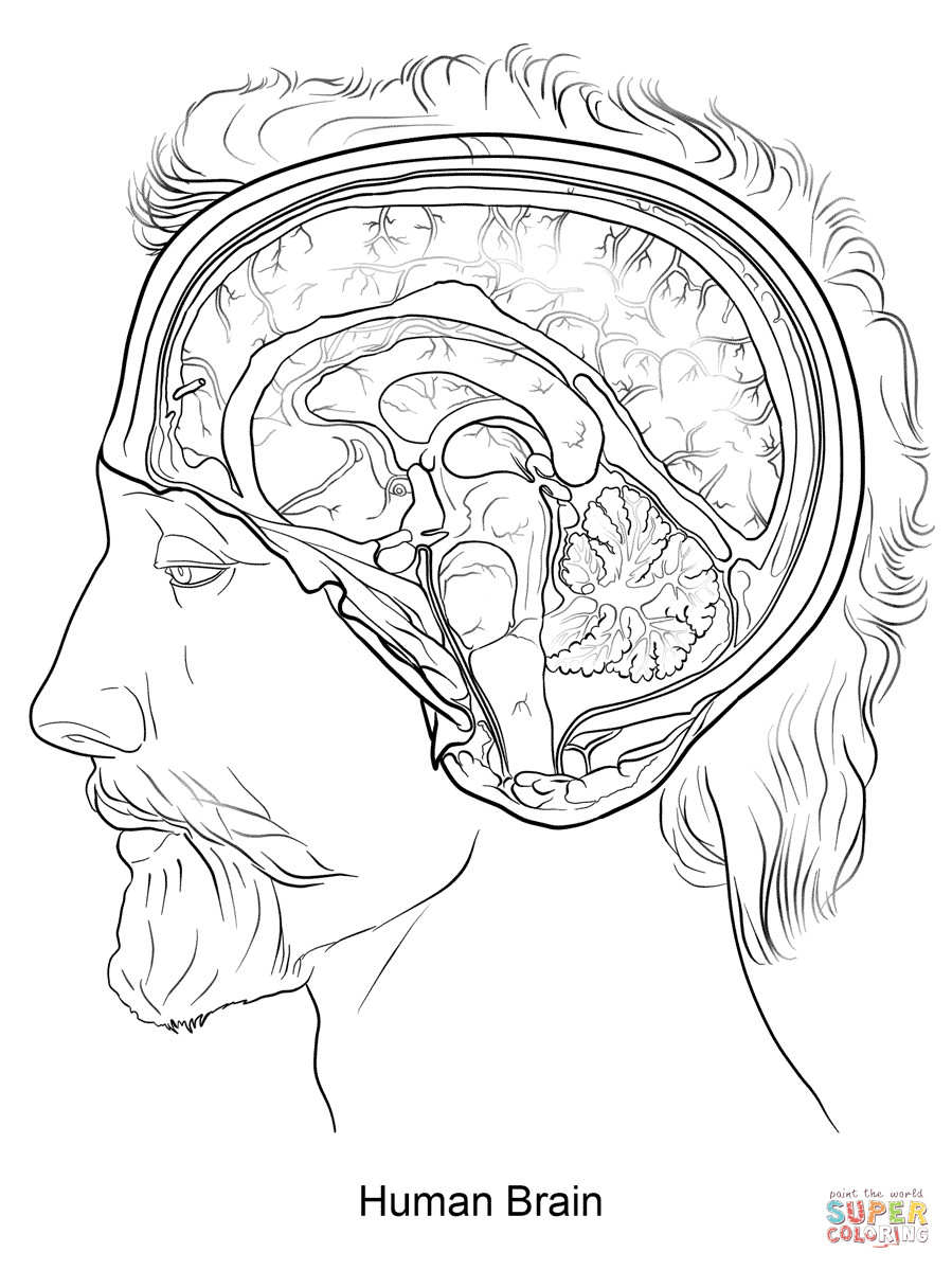 899x1199 Diagram Of The Eye Worksheet Human Anatomy Coloring Page Simple