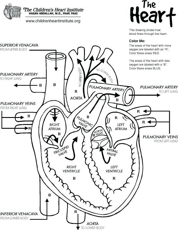 608x786 Free Printable Human Anatomy Coloring Pages 2 Free Coloring Free