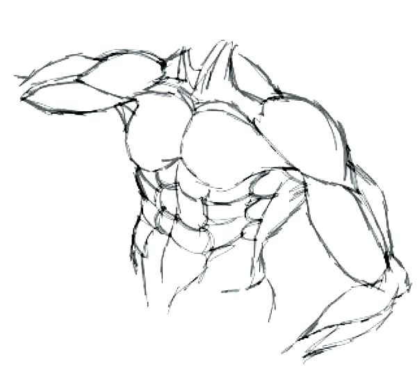 600x527 Human Anatomy Coloring Pages Muscle Coloring Pages Muscle Coloring