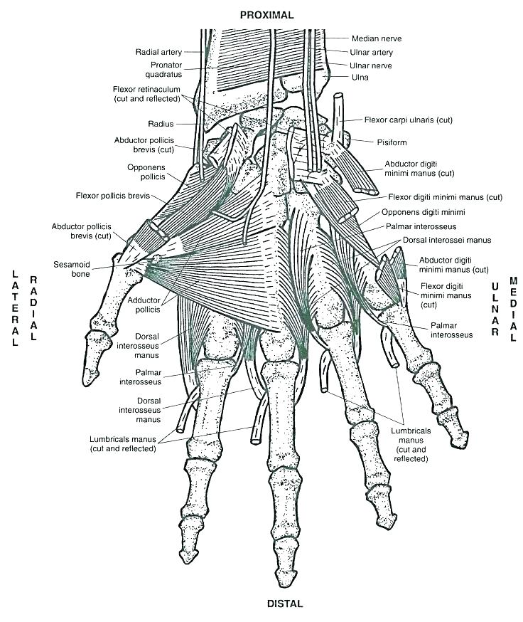 736x874 Muscle Coloring Pages Muscle Coloring Pages Best Of Muscle