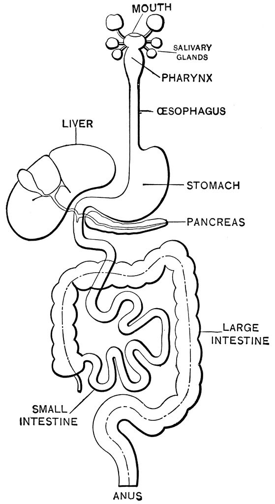 Human Organs Coloring Pages