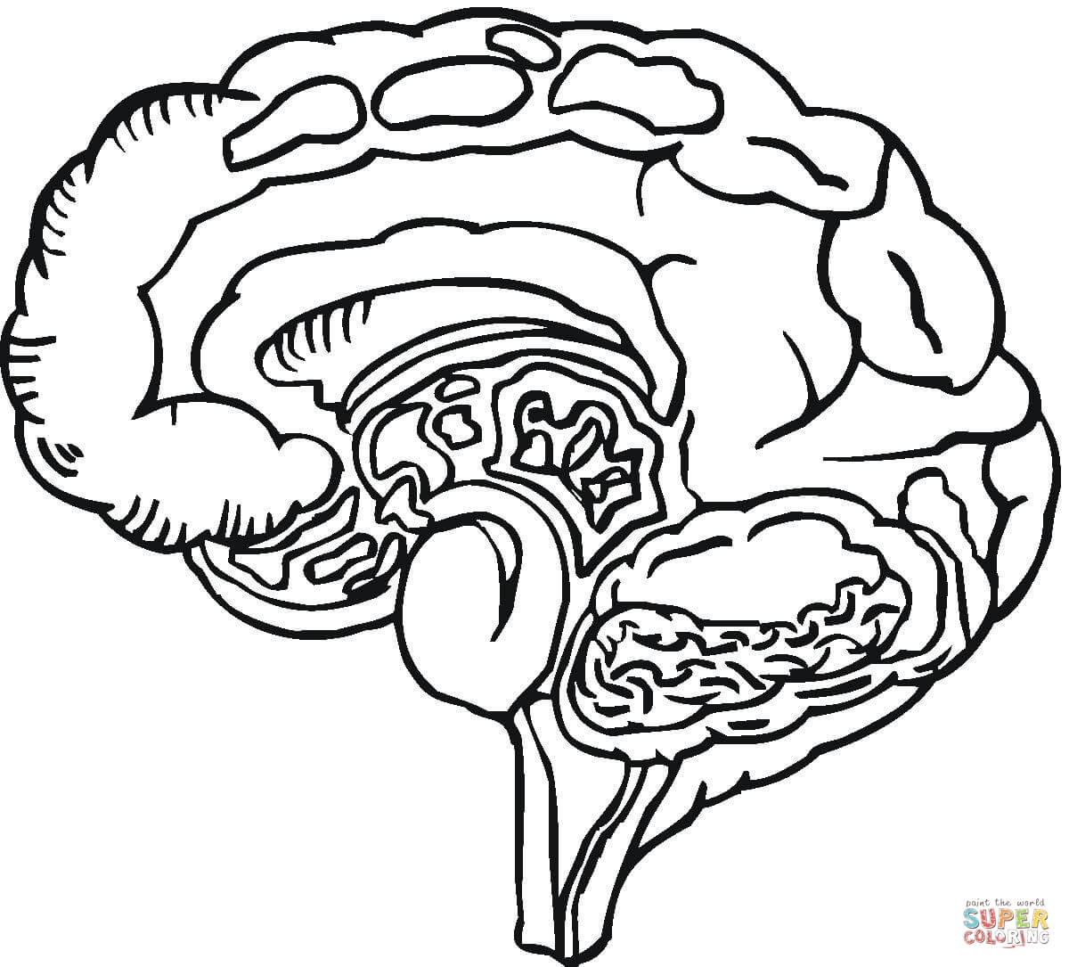 1200x1085 Fanciful Brain Coloring Page Fancy 89 In Seasonal Colouring Pages